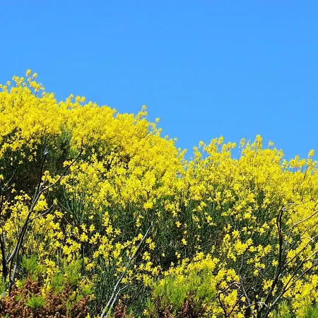 Casale Fonte Di Rose Semesterbostad Capoliveri (Isola d'Elba)