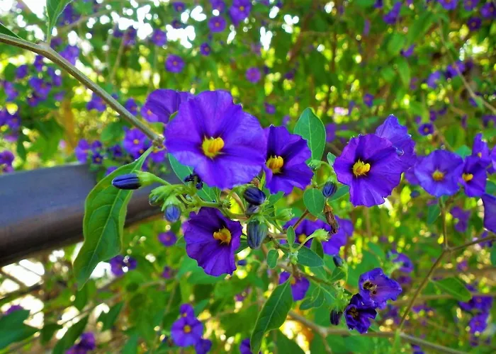 Дом отдыха Casale Fonte Di Rose *